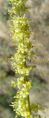  Inflorescence